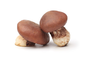 Suillus luteus mushrooms