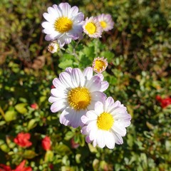 Fototapeta premium 菊