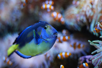 Fototapeta premium Pez cirujano (Paracanthurus hepatus)