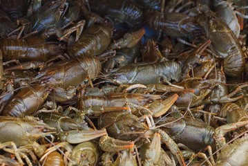 natural texture of gray and green live crayfish in a heap