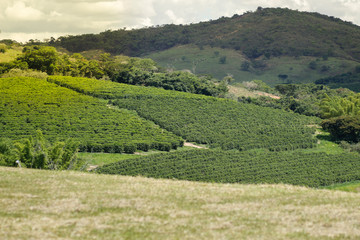 Farm coffee plantation in Brazil