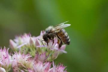 Biene auf Fetthenne