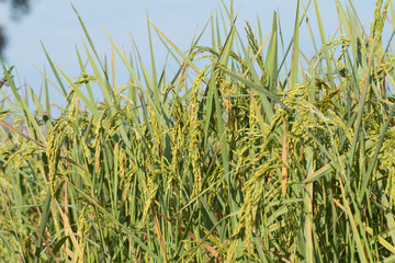 Fototapeta premium Paddy rice field