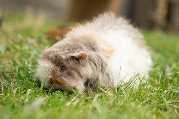 Meerschweinchen im Gras