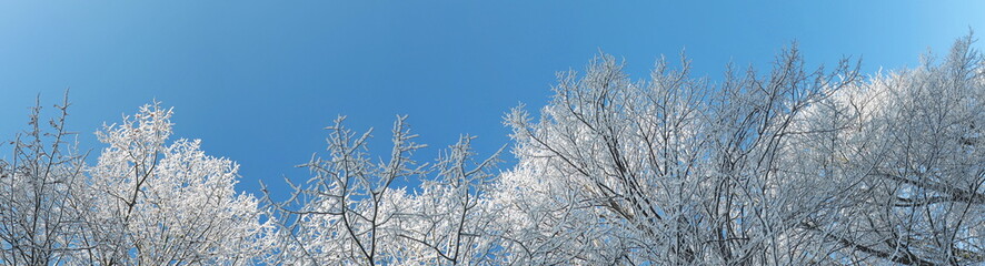 Bäume im Winter - Panorama