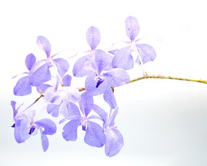 purple orchid (vanda sansai blue) isolated on white background