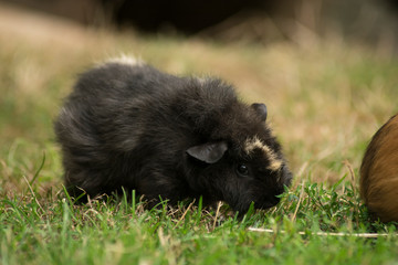 schwarze Meerschweinchen im Gras