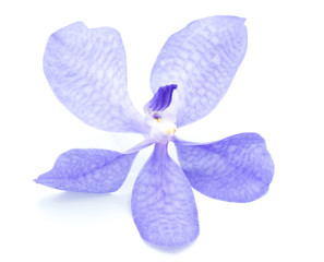 Close-up purple orchid (vanda sansai blue) isolated on white background