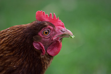 glückliches huhn portrait seitenansicht