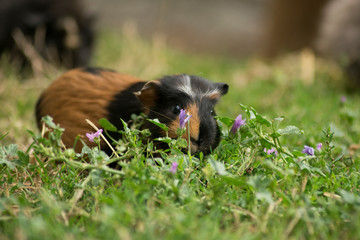 meerschweinchen im gras mit blume