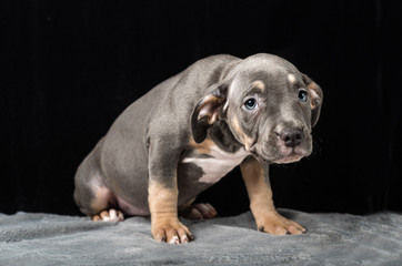 Puppy of American Bulli breed on a black background