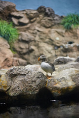 Frailecillo (Fratercula arctica)