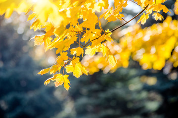 Autumn background-yellow maple leaves in the city Park 
