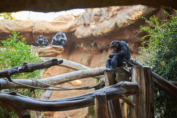 Chimpancé (Pan Pan) en hábitat controlado