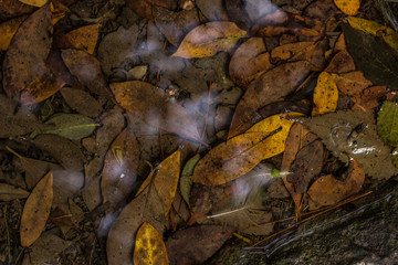 autumn season colorful yellow and brown wet leaves background texture wallpaper pattern 