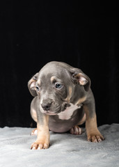 Puppy of American Bully breed on a black background