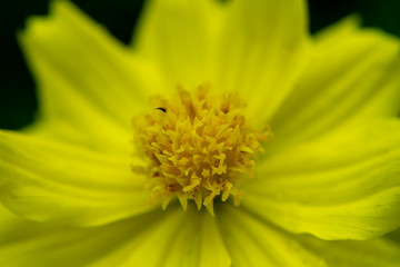 Yellow cosmos flower.