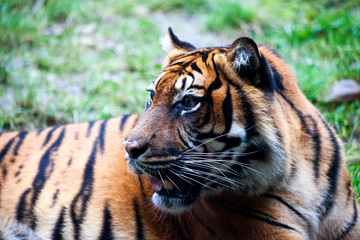 Muzzle Tiger closeup Tiger lying down and looking to the forest. Large fangs jaws large, bright coat color.