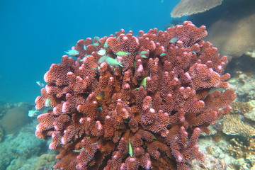 Fiji