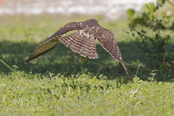 A sharp-shinned hawk (Accipiter striatus) taking off from a meadow on a hot day in Florida.