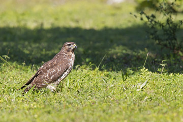 A sharp-shinned hawk (Accipiter striatus) perched in a meadow on a hot day in Florida.