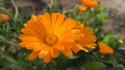 Yellow flowers in the garden. Marigold on a summer day.