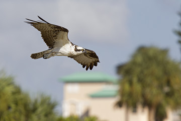 A western osprey (Pandion haliaetus) flying and hunting in the sky. soaring and hunting for fish along the boulevard with buildings in the background.