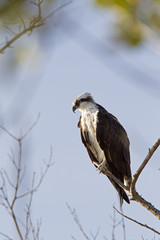 A western osprey (Pandion haliaetus) perched on a branch of a tree hunting for fish.