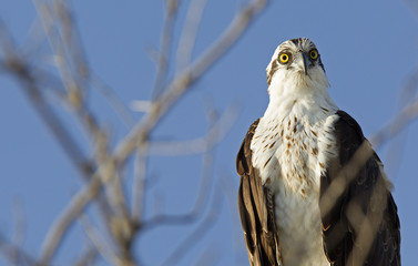 A western osprey (Pandion haliaetus) perched on a branch of a tree hunting for fish.