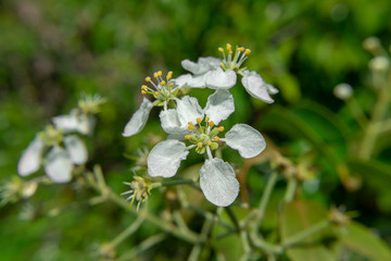 Fototapeta premium Wild flowers on limestone mountains
