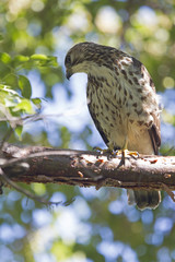 A close-up of a female sharp-shinned hawk (Accipiter striatus) perched in a tree on a branch hunting for birds.