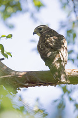 A close-up of a female sharp-shinned hawk (Accipiter striatus) perched in a tree on a branch hunting for birds.