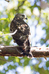 A close-up of a female sharp-shinned hawk (Accipiter striatus) perched in a tree on a branch hunting for birds.