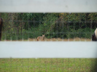Seen here is a wild coyote watching two horses graze in a lake front pasture. 