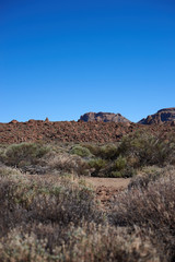 Paisaje desértico con arbustos