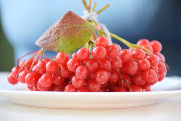 Bunch of red organic viburnum berries with beautiful red and green leaf on white porcelain plate and blurred woman figure in blue sweater on background