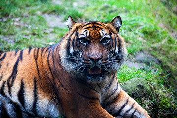 Muzzle Tiger closeup Tiger lying down and looking to the forest. Large fangs jaws large, bright...