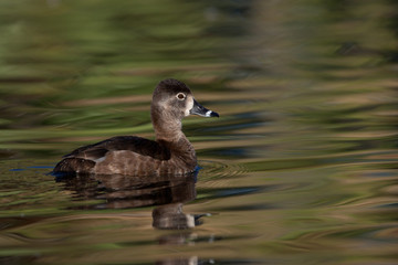 Ring-necked Duck female taken in souther AZ
