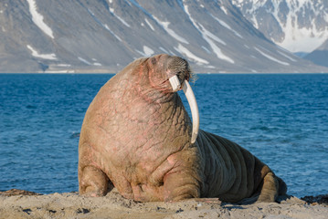 The walrus is a marine mammal, the only modern species of the walrus family, traditionally...