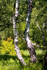 Fototapeta premium Деревья