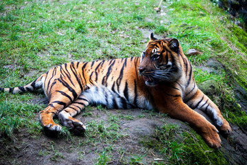 Tiger lying on a rock, resting. Tiger close up in the forest.