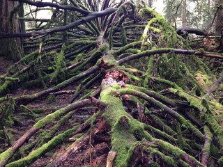 umgestürzte Tanne, urwald