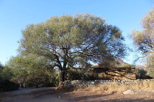 Olivier Arbre