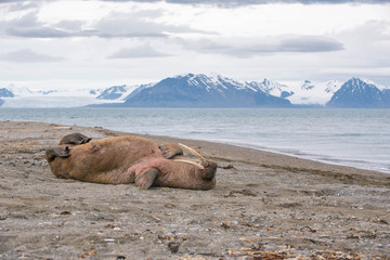 The walrus is a marine mammal, the only modern species of the walrus family, traditionally attributed to the pinniped group. One of the largest representatives of pinnipeds.