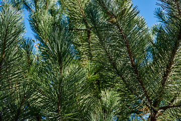 Branches with needles of black Austrian pine (lat. Pinus nigra). Closeup of branches with green needles. as a natural green background. Texture of natural greenery. Nature concept for design