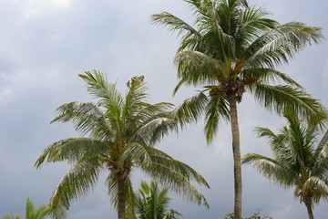 Fototapeta na wymiar Palm trees against cloudy sky