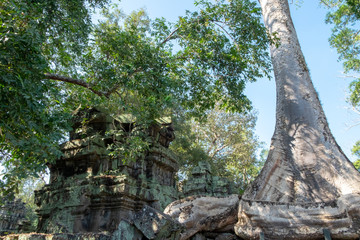 Fototapeta na wymiar Ta Prohm temple with close up giant banyan tree