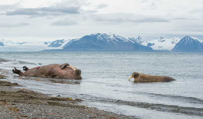 The walrus is a marine mammal, the only modern species of the walrus family, traditionally...