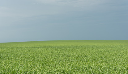 Wheat plantation in Argentina