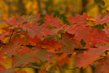 Oak leaves in autumn taken in southern MN